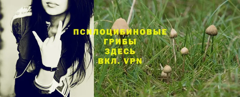 Галлюциногенные грибы MAGIC MUSHROOMS  наркошоп  Новоульяновск 